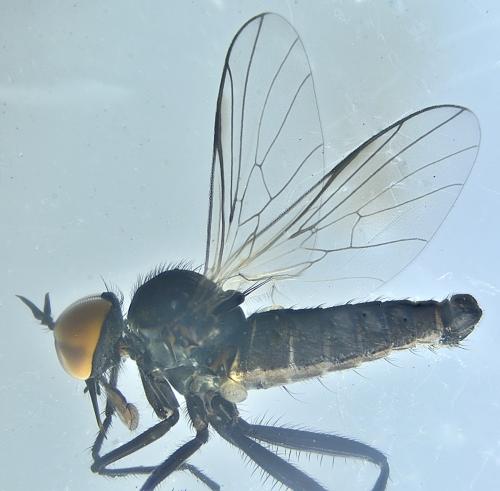 Réf. 356 704 : Rhamphomyia sp.